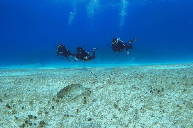 Basic Diver - Bautismo - Scuba Baptism in Playa del Carmen: What You’re Actually Signing Up For