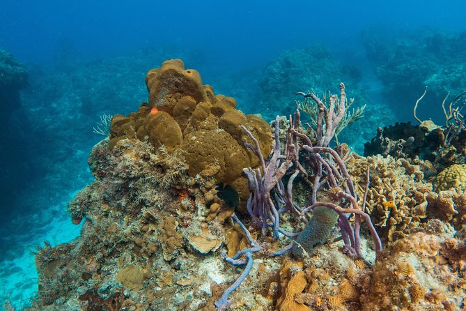 Basic Diver - Bautismo - Going to the Ocean: Two Reef Sessions in Playa del Carmen