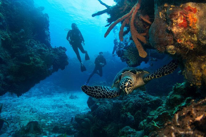 Basic Diver - Bautismo - Price and Value: Is $145 Good for What You Get?