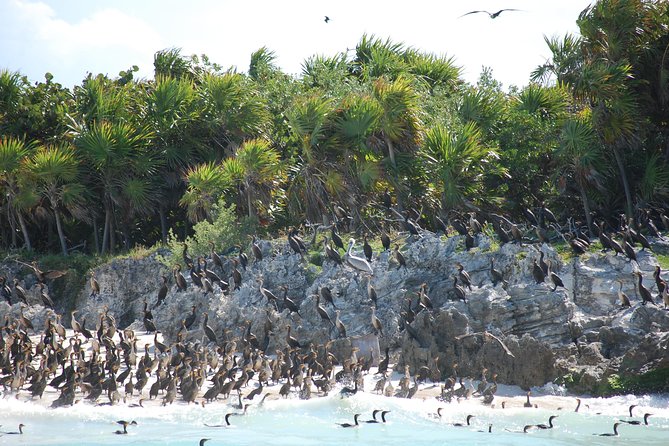 Beach Escape: Isla Contoy and Isla Mujeres with Snorkeling. - The Contoy walk and bird sanctuary time: where the day becomes worth it