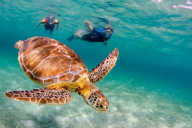 Bestseller! Tulum Private Tour with Turtles and Cenote Snorkeling - Akumal snorkeling for sea turtles: calm water, real swimming