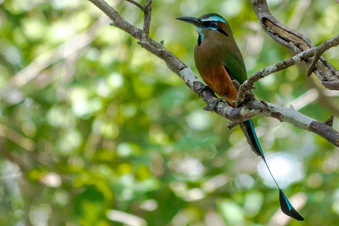 Bird Watching in Sian Ka´an Muyil - Birdlife and Muyil Ruins, Starting Before the Heat