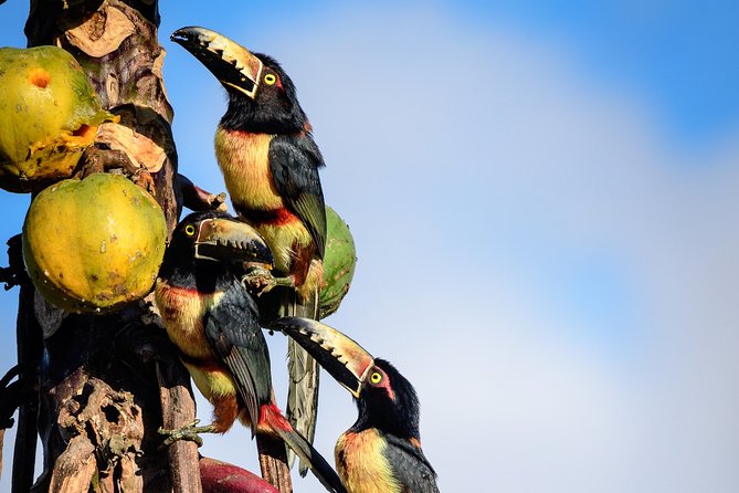 Bird Watching in Sian Ka´an Muyil - Stop 1: Muyil Village Walk for Local Bird Habits