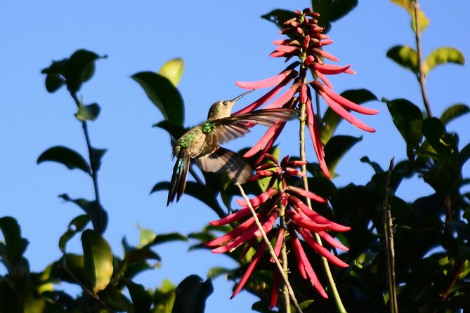 Bird Watching in Sian Ka´an Muyil - Stop 2: Muyil Archaeological Site Birding and Trading-Post Stories