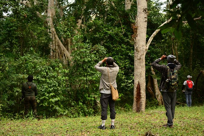 Birdwatching in Coba from Tulum - Shared Group Tour - Cobá birding from Tulum: the early start and the small-group advantage
