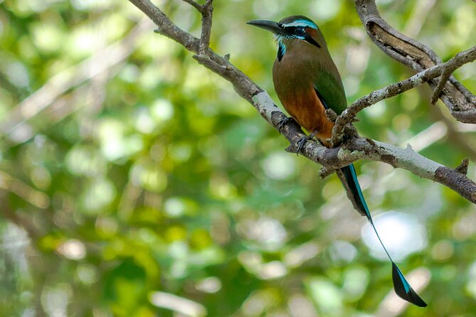 Birdwatching in Coba from Tulum - Shared Group Tour - Cobá archaeological site birding: the best mix of ruins and real species work