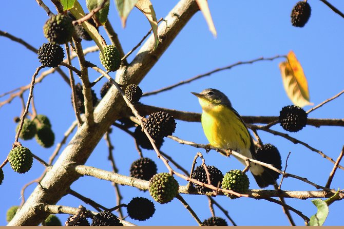 Birdwatching in Coba from Tulum - Shared Group Tour - Lunch and brunch: why you shouldn’t treat this as just a break