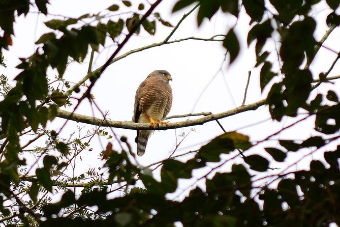 Birdwatching in Coba from Tulum - Shared Group Tour - Price and value: what the $149 really buys you