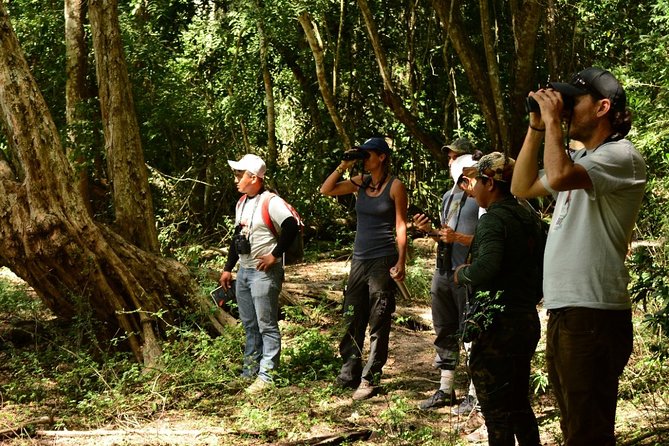 Birdwatching in Coba from Tulum - Shared Group Tour - Should you book this Cobá birdwatching tour from Tulum?