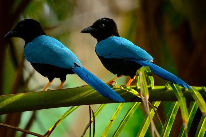 Birdwatching in Coba from Tulum - Shared Group Tour - Lagoon and village birdwatching in Cobá: where the day starts to click