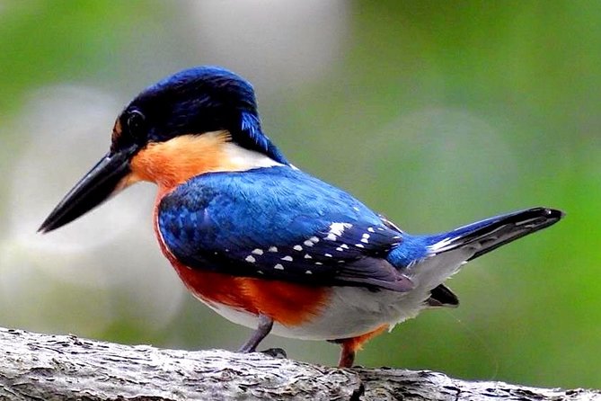 Birdwatching in Sian Ka´an Muyil from Tulum - Shared Group Tour - Stop 1 at Muyil: coffee/tea, banana, energy bar, then the first birding run