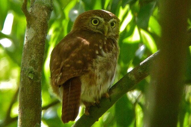 Birdwatching in Sian Ka´an Muyil from Tulum - Shared Group Tour - Stop 2: the archaeological zone walk tied to Sian Ka’an’s entrance