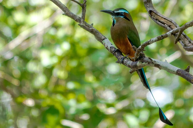 Birdwatching in Sian Ka´an Muyil from Tulum - Shared Group Tour - Guides make the difference: Miguel’s telescope and José Paz’s mega-twitch energy