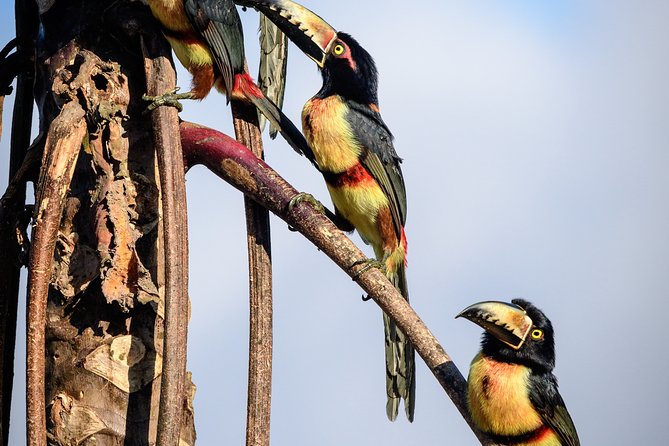 Birdwatching in Sian Ka´an Muyil from Tulum - Shared Group Tour - The 6:00am timing and small-group pace (this is the real secret)
