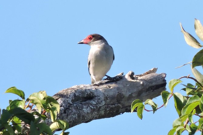 Birdwatching Playa del Carmen - Birdwatching Playa del Carmen: Why This One Starts at 6:00 am