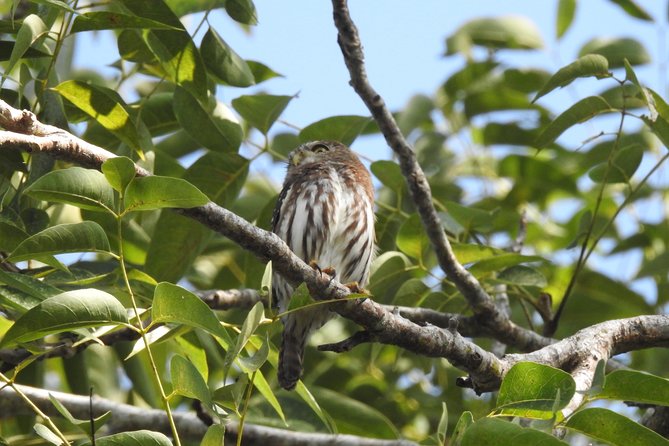 Birdwatching Playa del Carmen - Ruta de los Cenotes Walk: The Birding Route You’re Actually Here For