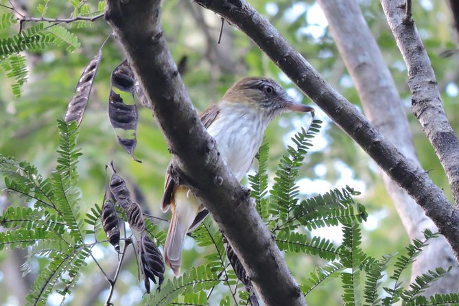 Birdwatching Playa del Carmen - How the Guides Help You See More (and Identify Faster)