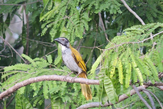 Birdwatching Playa del Carmen - What You’ll Actually See: Realistic Birding Expectations in the Yucatan