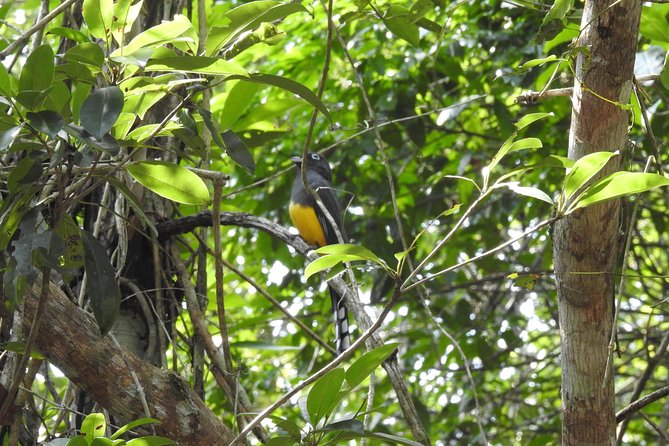 Birdwatching Playa del Carmen - Food and Comfort: Snacks, Soda, Water, and an Air-Conditioned Ride