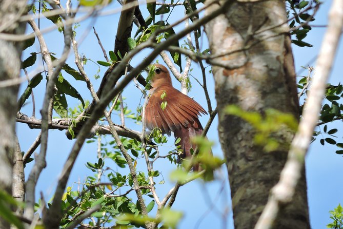Birdwatching Playa del Carmen - Small Group Dynamics: Why Max 6 Travelers Changes the Experience