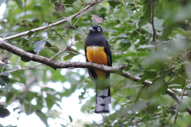 Birdwatching Playa del Carmen - Language and Tools: English-Friendly Birding With Practical IDs