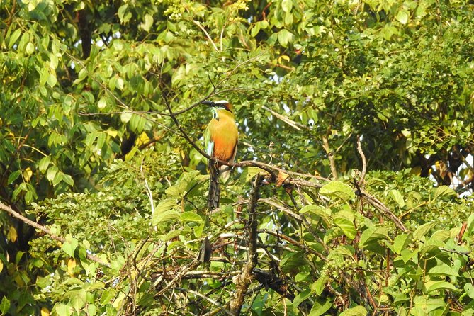 Birdwatching Playa del Carmen - Getting There: Meeting Point and Hotel Pickup Done Simply