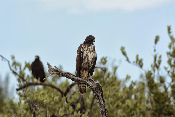 Birdwatching Sian Ka'an Biosphere Reserve - Stop at the Zona Arqueológica de Muyil: birds with cultural context