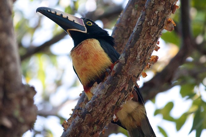 Birdwatching Sian Ka'an Biosphere Reserve - Birdwatching inside Sian Ka’an: what you’re really paying for