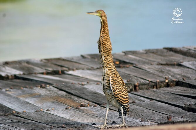Birdwatching Sian Ka'an Biosphere Reserve - The guide matters: local bird and wildlife expertise