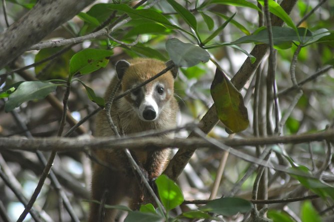 Birdwatching Sian Ka'an Biosphere Reserve - Price and value of the $165 birding morning