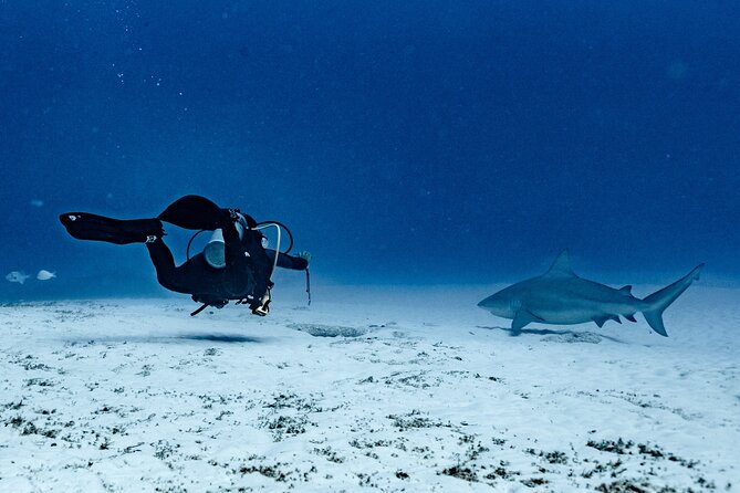 Bull Shark Dive in Playa del Carmen – Dive Machine Experience - Key things I’d bank on