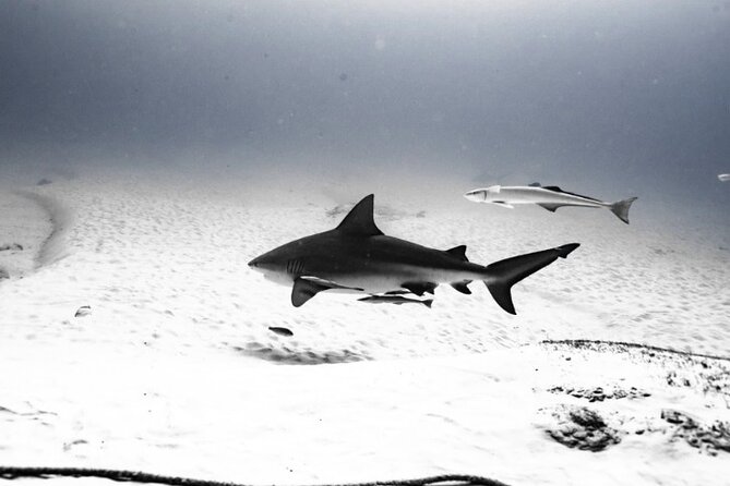 Bull Shark Dive in Playa del Carmen – Dive Machine Experience - Your 8:00 am start at Calle 6 Nte Bis