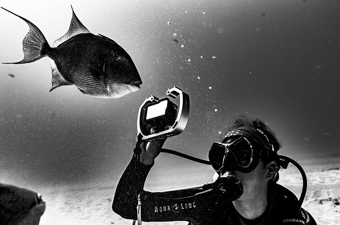 Bull Shark Dive in Playa del Carmen – Dive Machine Experience - What the $199 price really buys (and what costs extra)