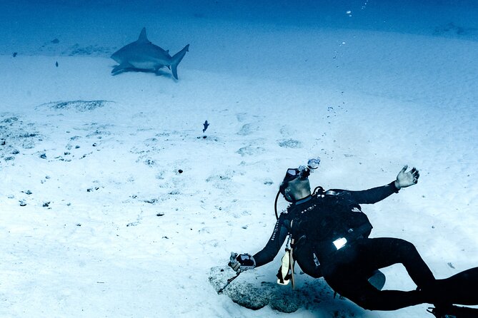 Bull Shark Dive in Playa del Carmen – Dive Machine Experience - Shark Point at 82 feet (25 meters): the bull shark encounter