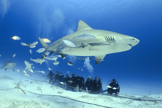 Bull Shark Extreme - 1tank /Only for Certified Divers - Key things to know before you go