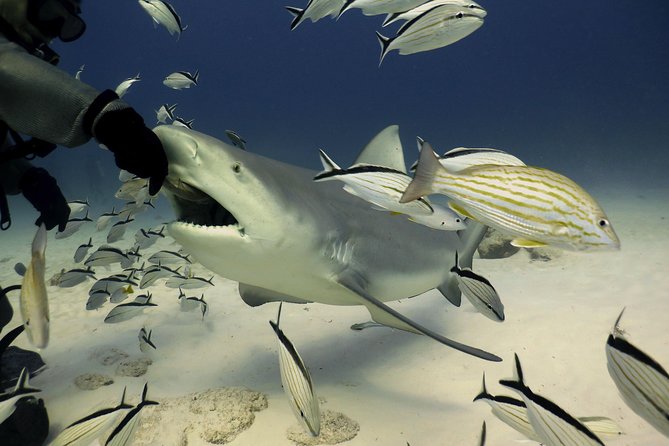 Bull Shark Extreme - 1tank /Only for Certified Divers - Bull sharks in Playa del Carmen: when you have the best shot