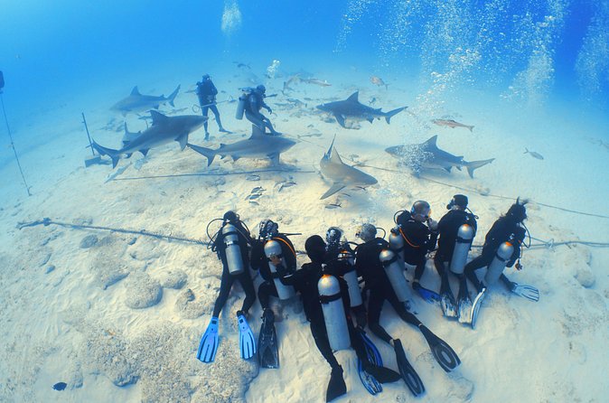 Bull Shark Extreme - 1tank /Only for Certified Divers - Safety and staff structure: where the operation shines