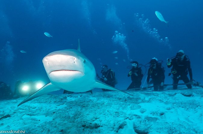 Bull Shark Extreme - 1tank /Only for Certified Divers - SAVING OUR SHARKS: what your trip contributes