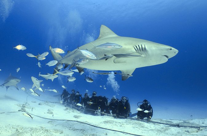 Bull Shark Extreme - 1tank /Only for Certified Divers - Photo plan and the name to remember