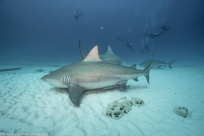 Bull Shark Extreme - 1tank /Only for Certified Divers - The 24 m sandy-bottom setup: how the session actually works