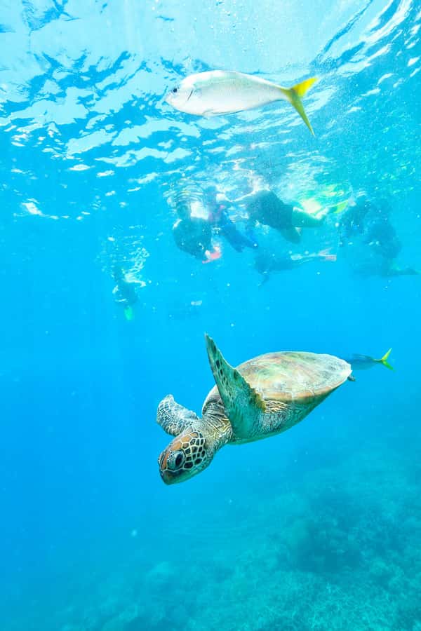 Cancun: Explore Tulum, swim with turtles, cenote, and snorkel in caves - Key moments that make this day work