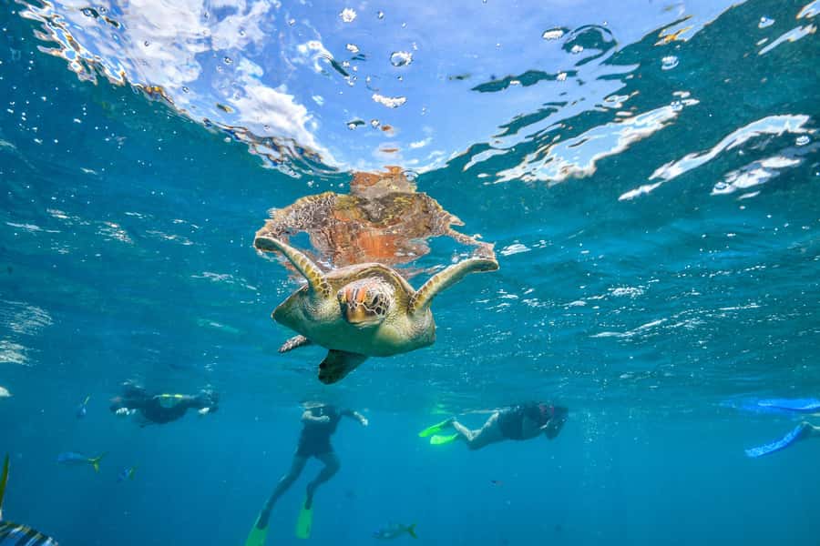 Cancun: Explore Tulum, swim with turtles, cenote, and snorkel in caves - Price and real value: what you get for $112 (and what costs extra)