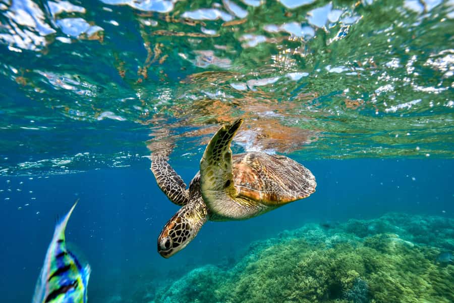 Cancun: Explore Tulum, swim with turtles, cenote, and snorkel in caves - What to pack (so the day feels fun, not annoying)