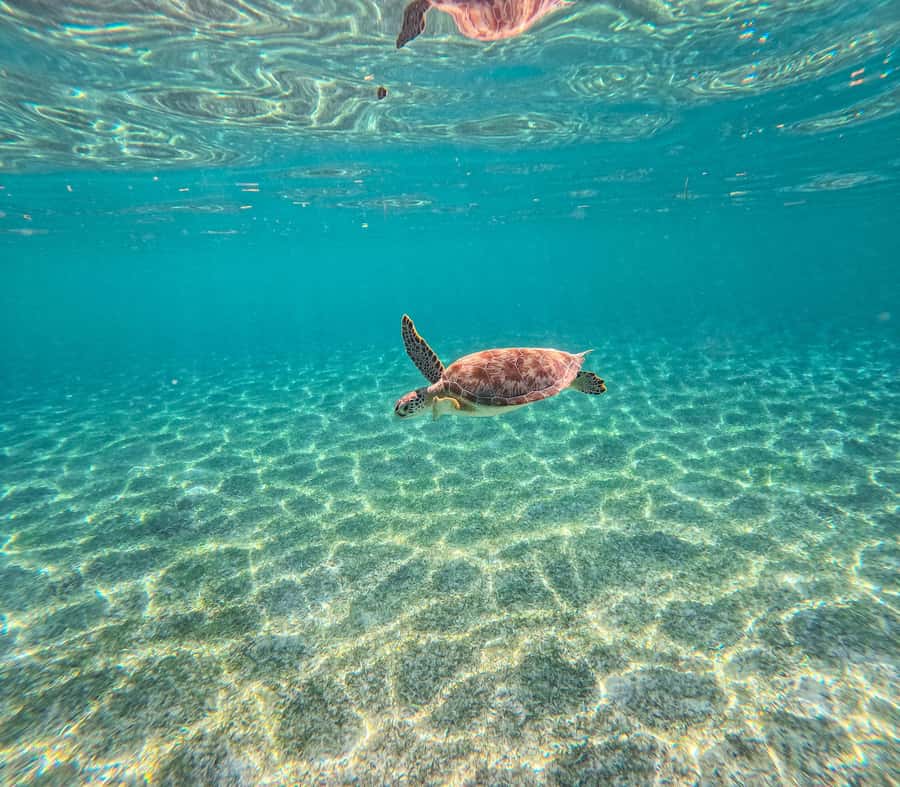 Cancun: Tulum Ruins, Akumal Turtles, Cenote & Caves Tour - Akumal Beach snorkeling: sea turtles in their habitat