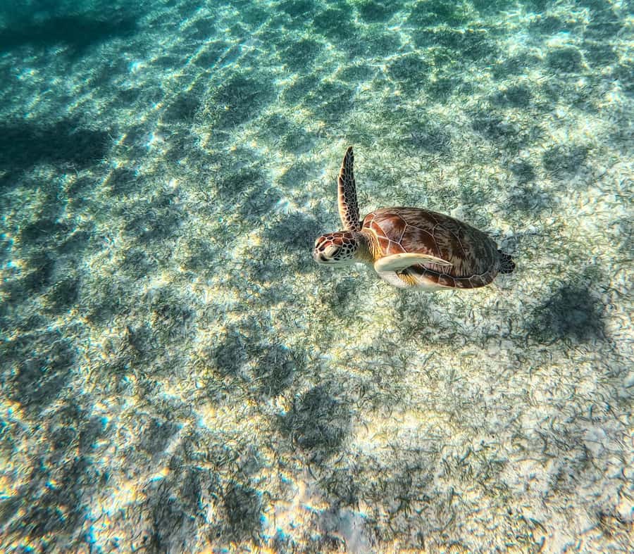Cancun: Tulum Ruins, Akumal Turtles, Cenote & Caves Tour - Chocolate and tequila tasting, plus a buffet lunch that keeps you going