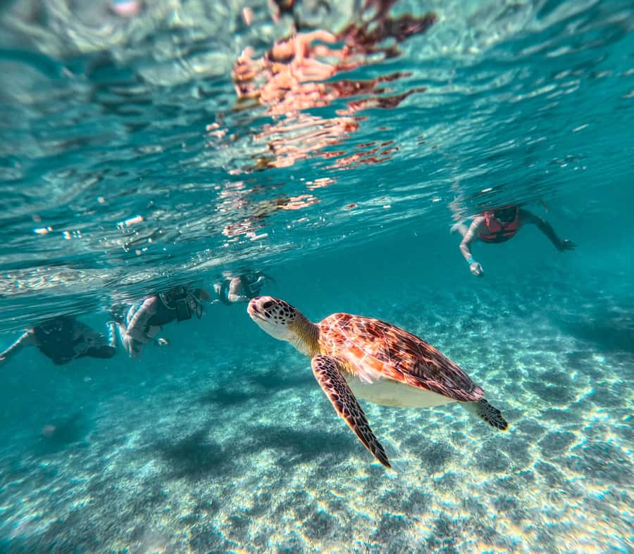 Cancun: Tulum Ruins, Akumal Turtles, Cenote & Caves Tour - Who this tour suits (and who should skip the water parts)