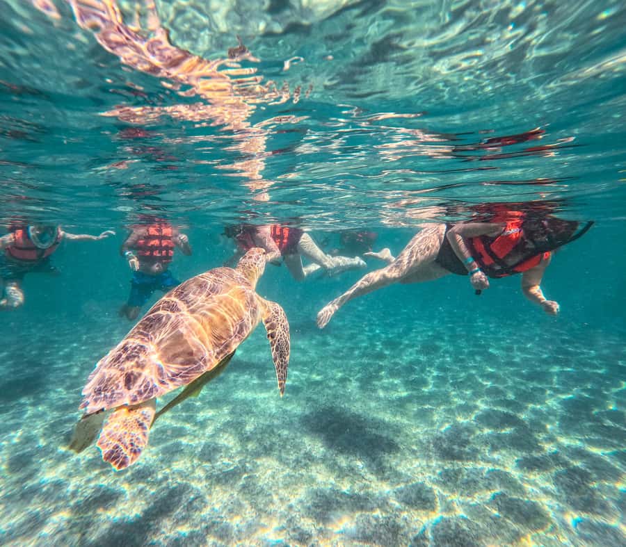 Cancun: Tulum Ruins, Akumal Turtles, Cenote & Caves Tour - Smooth logistics: pickup options and what to bring