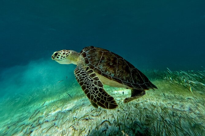 Catamaran Cruise in Riviera Maya With Snorkeling & Beach Club - Maroma Beach Club Time: Where Value Can Swing
