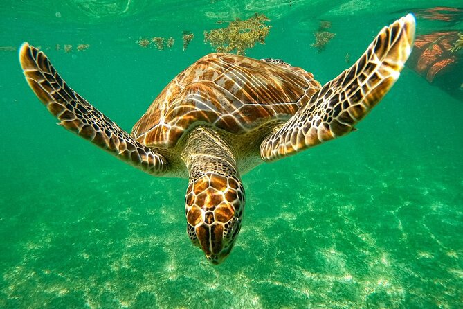 Cenote and Swimming with Turtles Private Tour in Akumal - Key Things I’d Tell You Before You Go