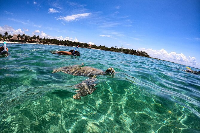 Cenote and Swimming with Turtles Private Tour in Akumal - Price and Value: What $330 Covers (and Why It’s Not Just a Ticket)
